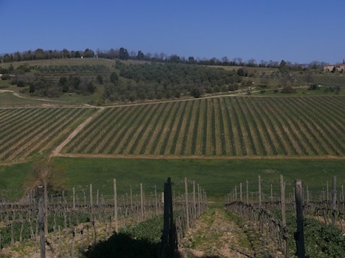 The Felsina Rancia vineyard in Castelnouvo Berardenga Classico, the southernmost subregion of Chianti Classico.