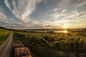 Atwater Vineyards