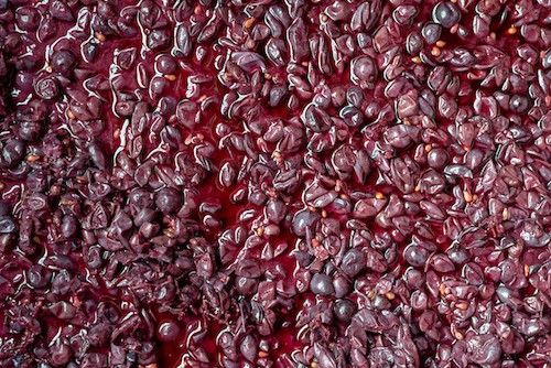 Fermentation in Red Wine with Grape Must
