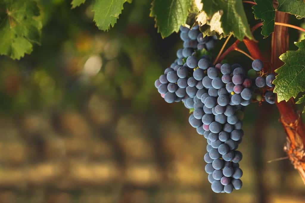 Cabernet Franc: Flavors, Regions & Wines To Try • Winetraveler