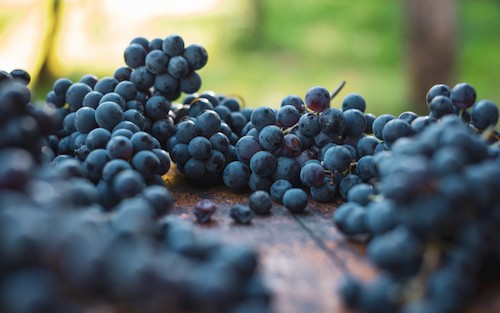 Cabernet Franc Flavors and Tasting Notes in Varietal Wines and Blends