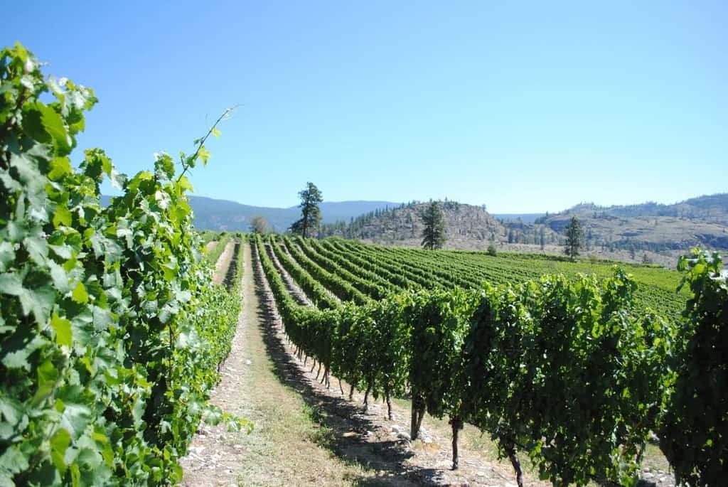 Best Wineries, Restaurants and Hotels in Okanagan Falls, British Columbia, Canada. | Okanagan Falls Travel Guide | Winetraveler.com