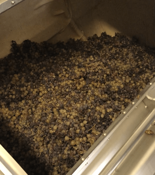 White grapes are pressed in Sauternes (Bordeaux) at Chateau Clos Haut Peyraguey during the October 2018 harvest. 
