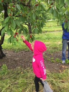 Outdoor Activities in the Finger Lakes - Sawmill Cherry Picking
