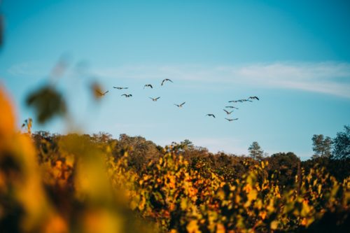 Terra d'Oro Amador Vineyard | Amador County California | Winetraveler.com