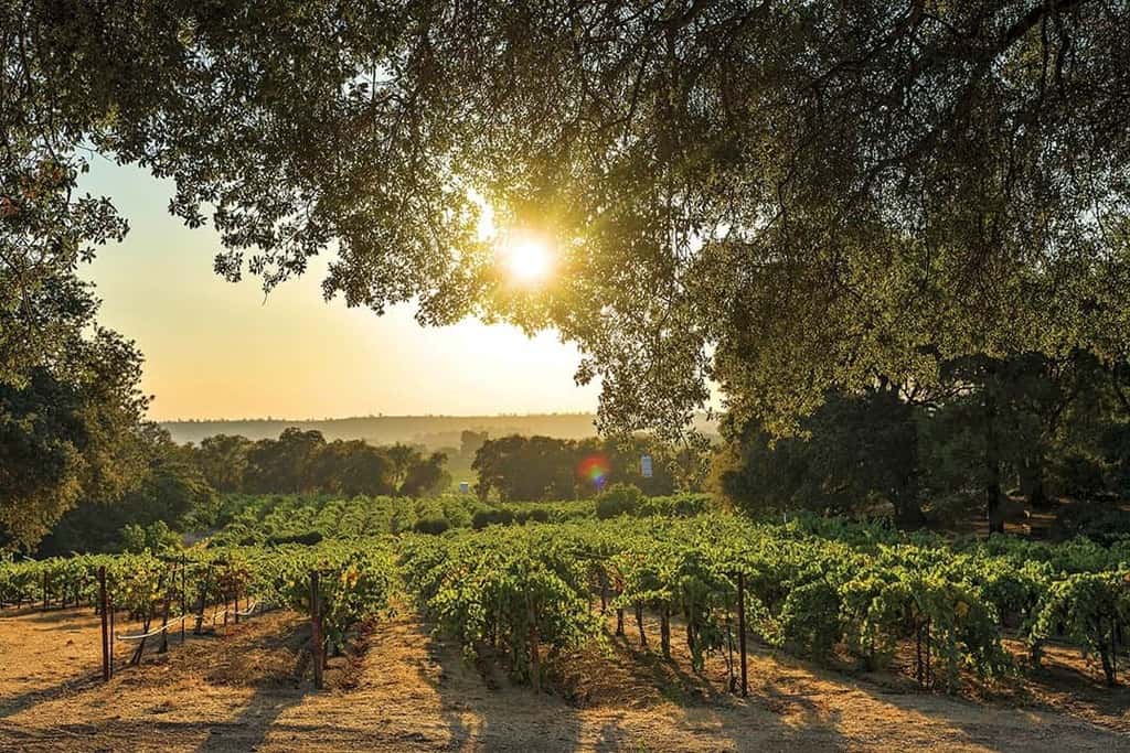 Amador County is once again a bustling wine region. The area is renowned for its Zinfandel, but also produces numerous other European varietals. With over 3,700 acres of vineyards, and more than 40 wineries, it is the California region with the most organic vineyards (owing largely to dry-farming practices) as well as home to some of the oldest vines.