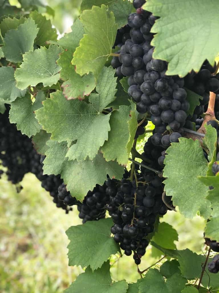 Blaufrankish Grape Variety Information & Wine Styles | Winetraveler.com