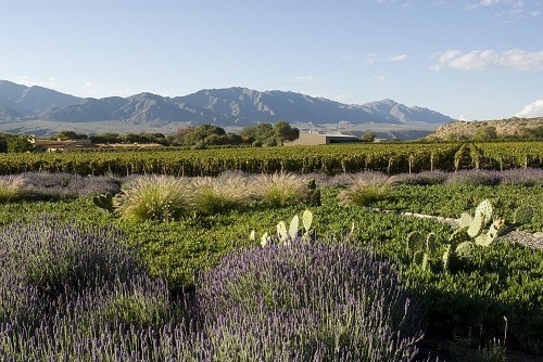 The view at Bodega Colomé Winery in Salta, Argentina