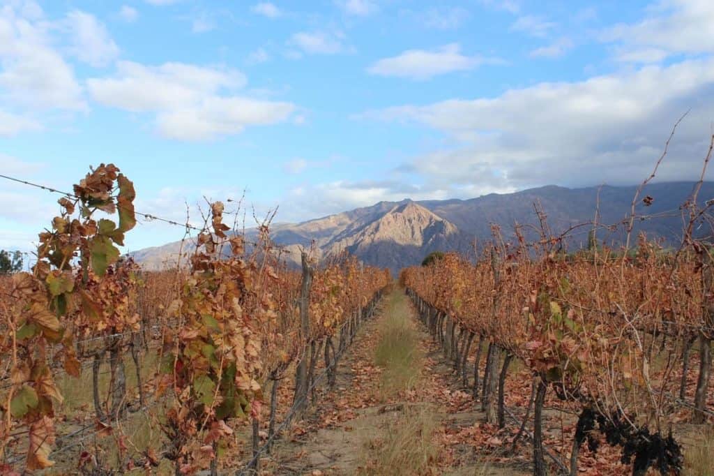 Mendoza wine region