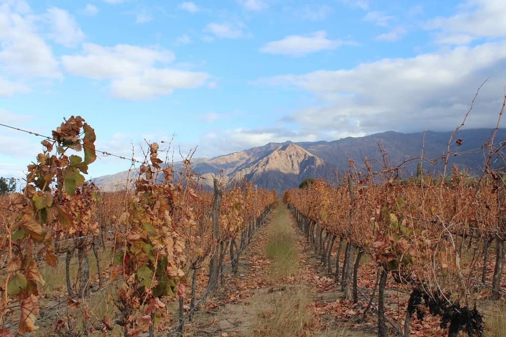 View of the beautiful vineyards and wineries in Mendoza