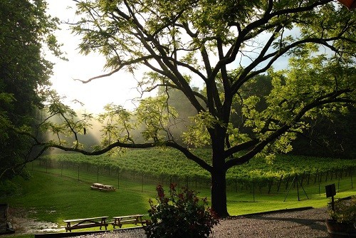 Top Wineries in Virginia a Short Drive From Washington DC | Winetraveler.com