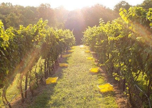 Best Wineries Near DC - Naked Mountain Winery | Winetraveler.com