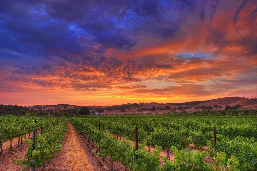 Learn About Paso Robles Cabernet Sauvignon Wineries and Wines from the Paso CAB Collective | Winetraveler.com