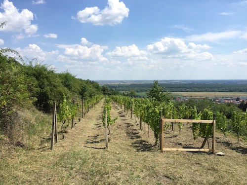 The grapevines growing in the Slovakian countryside