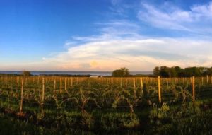 Hermann J. Wiemer Vineyard