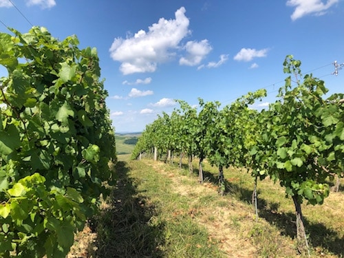 Jidvei Vineyard & Winery in Transylvania, Romania