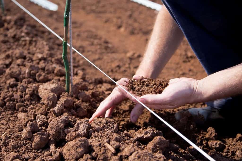 New research on wine and minerality conducted by The Barcelona Wine School and Excell-Ibérica, a wine research company based in Logroño, La Rioja, Spain, is providing more evidence against the idea that mineral flavor is a result of the soil composition within which vines grow.