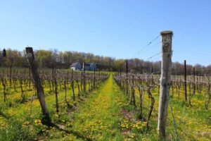 Best Niagara Escarpment Wineries to Visit this Year