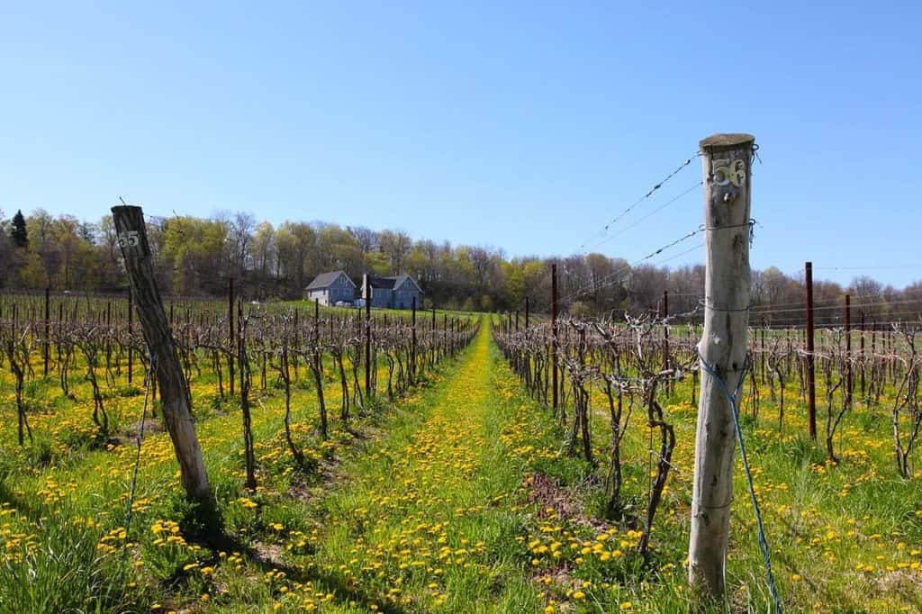 Niagara Escarpment & Buffalo Itinerary: Top Wineries, Restaurants & Hotels