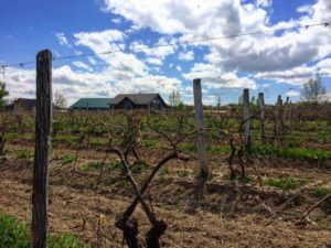 Shaw Vineyard