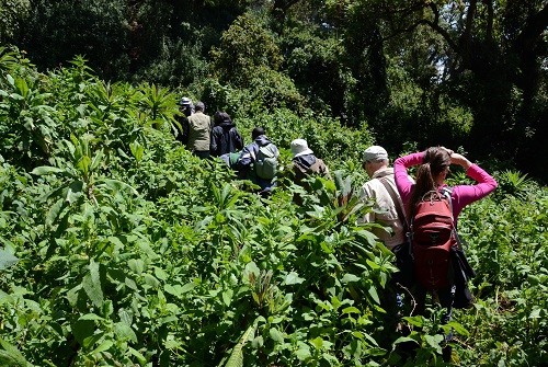 Gorilla Trek in Rwanda Jungle