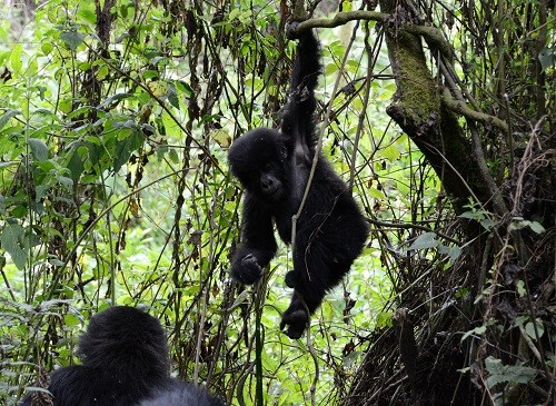 Choosing a Tour Guide for a Rwanda Gorilla Trek