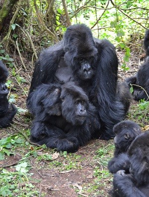 A Mountain Gorilla Family in