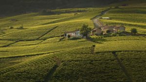 Michele Chiarlo Azienda Vitivinicola