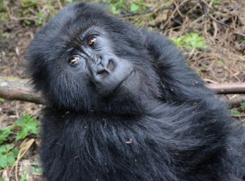 When to Visit Mountain Gorillas in Rwanda