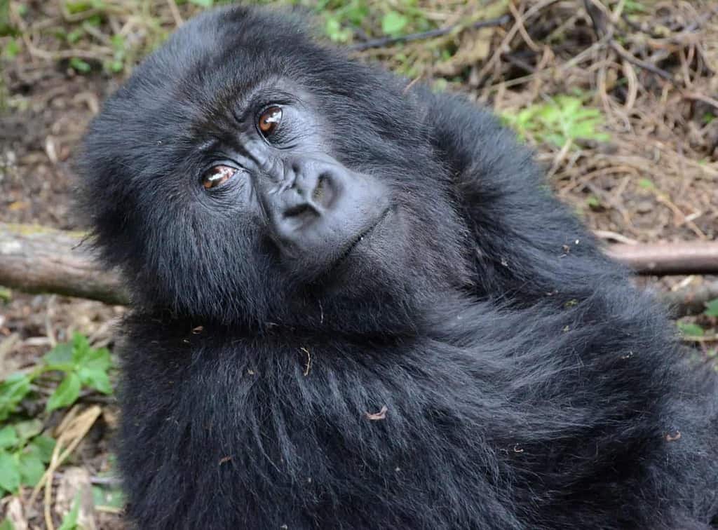 This 3 Day Rwanda Gorilla Trekking Itinerary is ideal if you are dreaming of an unforgettable encounter with these majestic creatures in their natural habitat, but are limited on time (such as a stopover on your way to a safari). If you are not constrained by time, you can easily add multiple adventure-packed days in Rwanda.