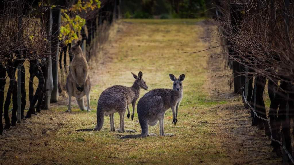 Kangaroos spotted amongst the vines on a vineyard in Australia's Hunter Valley Wine Region.