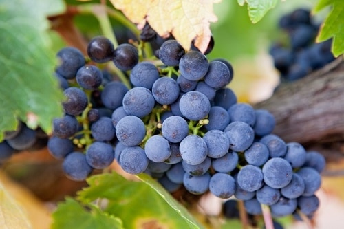 Australian Wine Varietals | Winetraveler.com