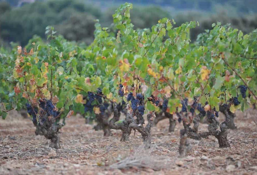 Bandol, France: Wineries To Visit in the Region