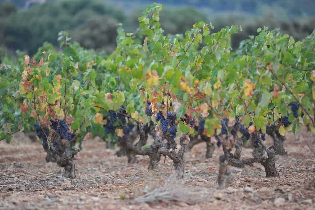 Bandol, France: Wineries To Visit in the Region