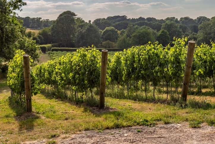 Here are a few English Sparkling Wines you can find in the States now and some fun wineries to visit in England. British Fizz, as it's delightfully called, is made in the traditional method and mainly made with the same grapes as Champagne—Pinot Noir, Chardonnay and Pinot Meunier.