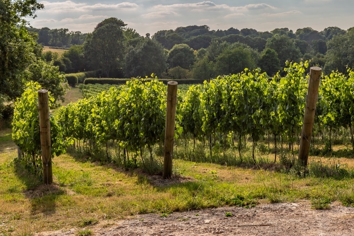Here are a few English Sparkling Wines you can find in the States now and some fun wineries to visit in England. British Fizz, as it's delightfully called, is made in the traditional method and mainly made with the same grapes as Champagne—Pinot Noir, Chardonnay and Pinot Meunier.