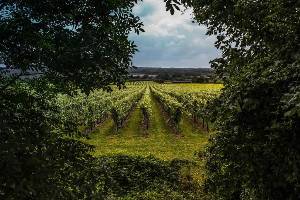 English Sparkling Wines To Try & Vineyards To Visit •