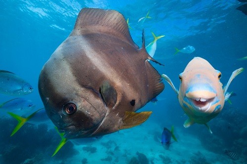 Great Barrier Reef Diving Trip Itinerary - Photo of a Bat Fish and Parrot Fish - Winetraveler.com