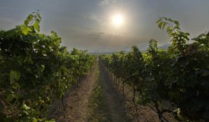 Monsoon Valley Vineyard