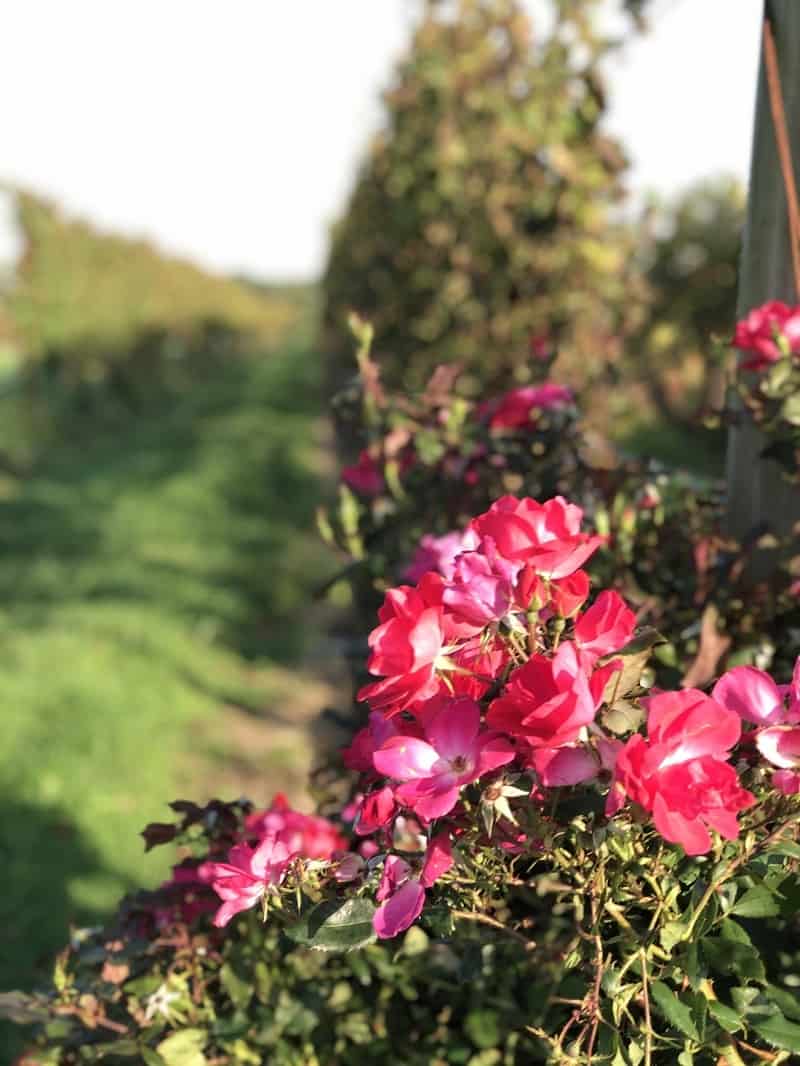 Saltwater Farm Vineyard (Connecticut) • Wine Tastings 