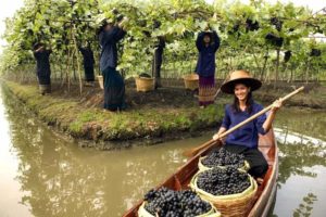 Siam Winery