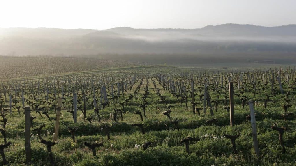 South West France wine region
