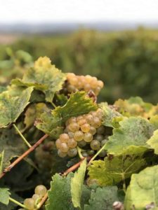 Vynecrest Winery