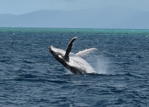 Your best chance at seeing Dwarf Minke Whales is from June through July, and Humpback Whales from August through late September. We saw at least 6 Dwarf Minke Whales continuously breaching for about 30 minutes on our way out to the Great Barrier Reef in late June.