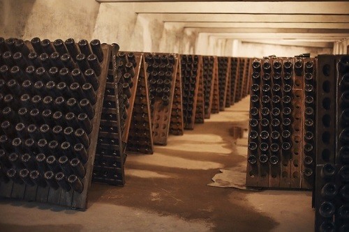 Picture of Champagne Bottles in the Cellar for Riddling - What is Grower Champagne? | Winetraveler.com