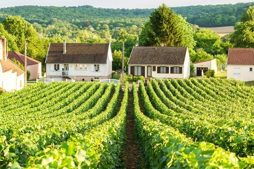 Here's What Grower Champagne Is | Winetraveler.com