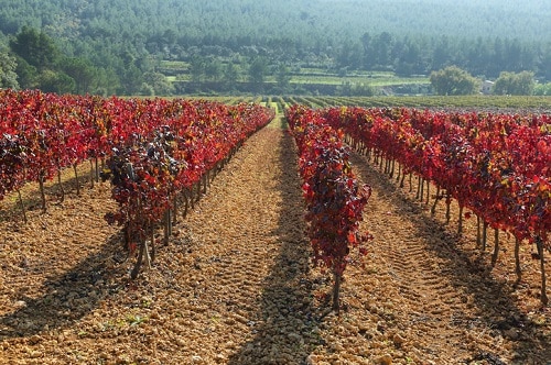 Sparkling Wine (Cava) vineyards in Aiguaviva del Penedes, Catalunya, Spain. | Winetraveler.com