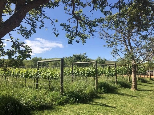 7 Best Stellenbosch Wineries You Need To Visit | Winetraveler.com
