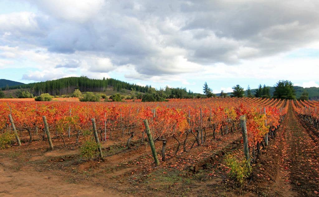 The Flavors of Carménère: History, Taste & Growing Regions • Winetraveler