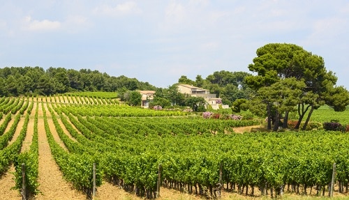 Languedoc Wineries Itinerary near Montpellier and Pezanas | Winetraveler.com